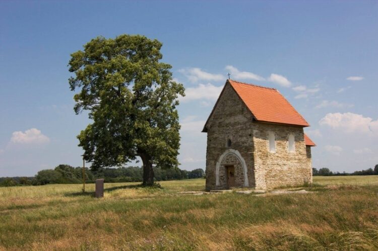 Strom roka 2018 - lipa veľkolistá Kopčany / foto: Martin Babarík