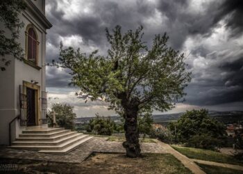 Fotky zdroj: treeoftheyear.org