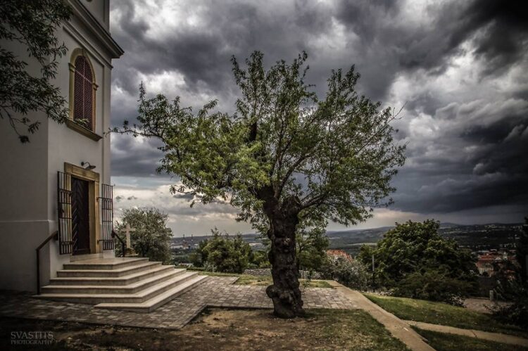 Fotky zdroj: treeoftheyear.org