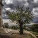 Fotky zdroj: treeoftheyear.org