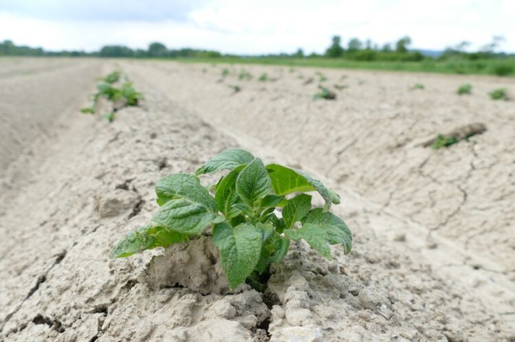 Sanagro Senica NaZahori.sk