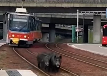 Rodinka diviakov pred električkou Bratislava zdroj: Polícia video TIK TOK