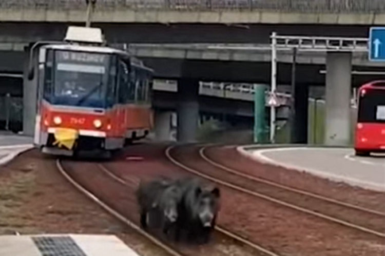 Rodinka diviakov pred električkou Bratislava zdroj: Polícia video TIK TOK