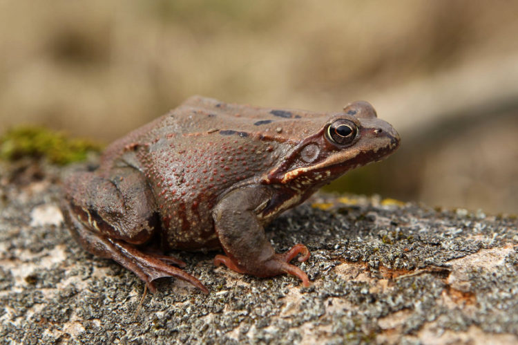 skokan hnedý foto: Záchranná stanica pre voľne žijúce živočíchy Brezová pod Bradlom