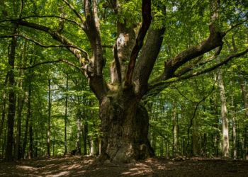 Dračí dub Lozorno  zdroj: Ekopolis