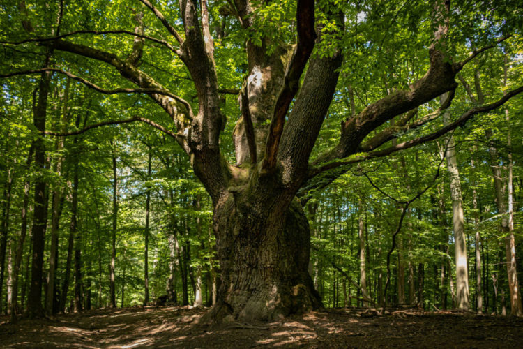 Dračí dub Lozorno  zdroj: Ekopolis