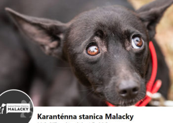 Zdroj: Karanténna stanica Malacky FB