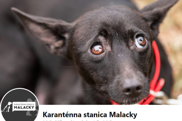 Zdroj: Karanténna stanica Malacky FB