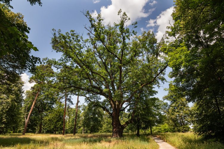 Dub letný Malacky zdroj: Ekopolis