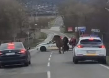 Policajtom sa podarilo vystrašené zviera zahnať z diaľnice na vedľajšiu cestu. Reprofoto zdroj: video KR PZ v BA