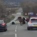 Policajtom sa podarilo vystrašené zviera zahnať z diaľnice na vedľajšiu cestu. Reprofoto zdroj: video KR PZ v BA