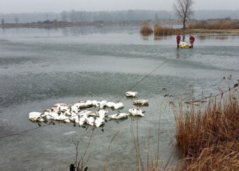 Uhynuté labute zdroj foto: Správa CHKO Záhorie