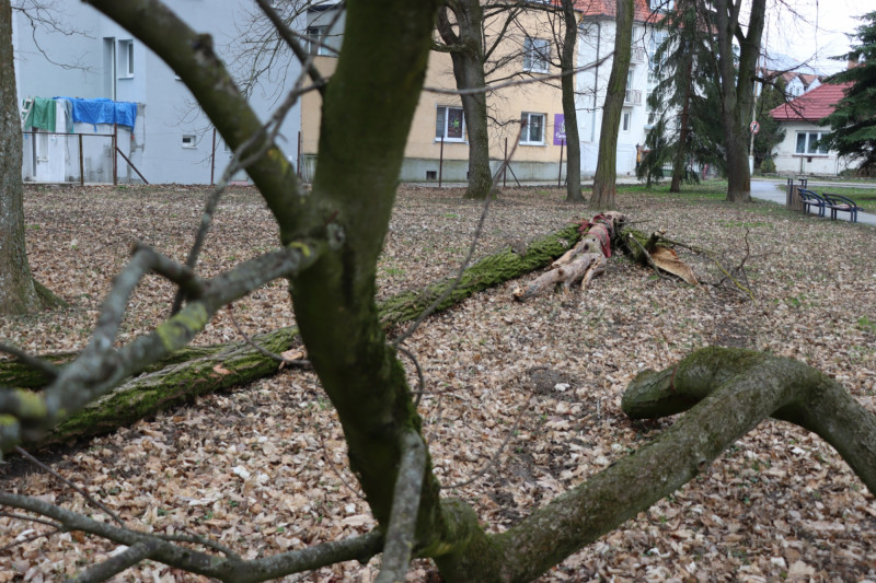 V Senici, v parku pri kúpalisku, sme boli svedkami odstránenia niekoľkých výrazných stromov jaseňa štíhleho. Zdroj: Mesto Senica